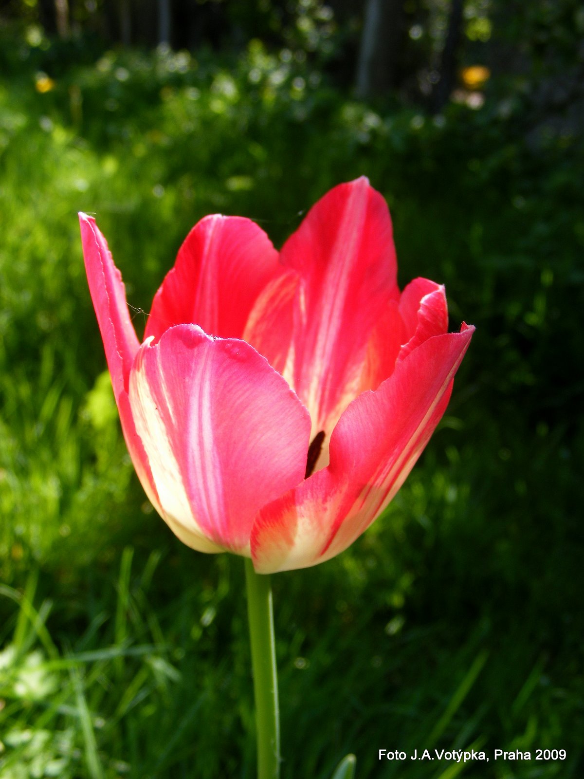 zplanělý tulipán
