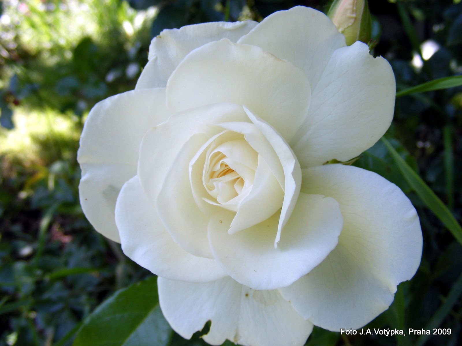 Bílá bratrova růže