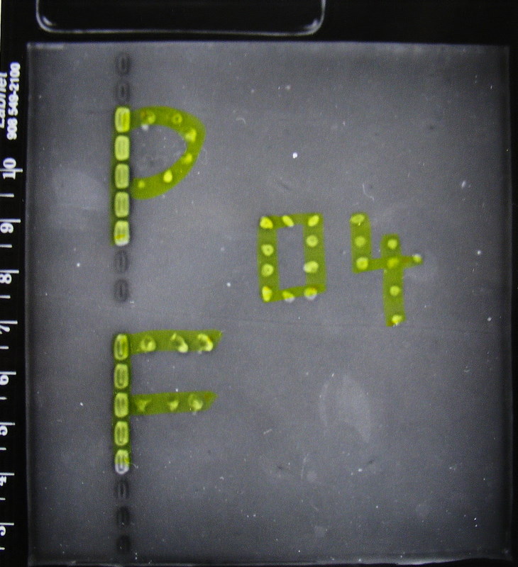 PF 2004, foto gelu s amplifikáty DNA,Foto UV J.A.Votýpka