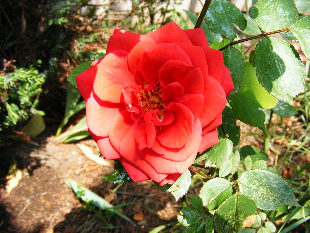 Detail květu rudé polyantky