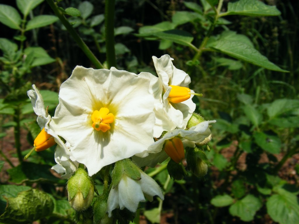 Kvetoucí brambor