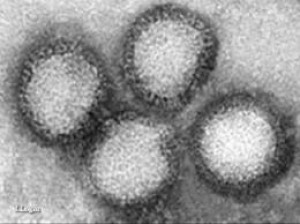 phlebiovirus.jpg